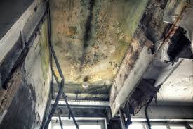 Why You Should Choose Our Mold Remediation Services in Burlington, WI